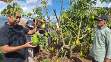 Alpukat Lokal Sulsel Dipopulerkan Kembali, Disiapkan Jadi Komoditas Unggul