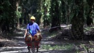 Usul CPO Masuk Program MBG, Gimni: Minyak Sawit Mirip Air Susu Ibu