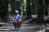 Usul CPO Masuk Program MBG, Gimni: Minyak Sawit Mirip Air Susu Ibu