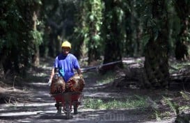 Usul CPO Masuk Program MBG, Gimni: Minyak Sawit Mirip Air Susu Ibu