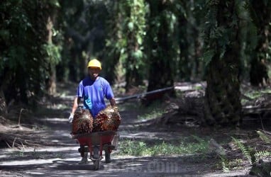 Usul CPO Masuk Program MBG, Gimni: Minyak Sawit Mirip Air Susu Ibu