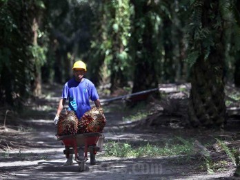 Usul CPO Masuk Program MBG, Gimni: Minyak Sawit Mirip Air Susu Ibu