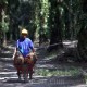 Usul CPO Masuk Program MBG, Gimni: Minyak Sawit Mirip Air Susu Ibu