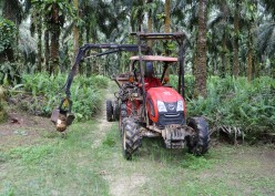 Saham Emiten CPO Pilihan di Musim Hujan, Ada DNSG dan STAA