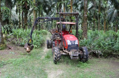 Saham Emiten CPO Pilihan di Musim Hujan, Ada DNSG dan STAA