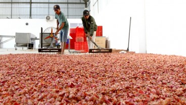 Bawang Merah Rubaru, Unik dan Unggul