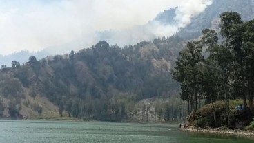 Luas Hutan di Papua Barat Turun Menjadi 6,3 Juta Hektare