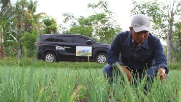 Bertani Bawang Serupa Merawat Bayi, Harus Detail dan Teliti