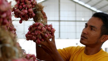 Kisah Inspiratif Menggeluti Bawang Merah
