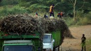 Tebu dan Bawang Berebut Ruang di Kabupaten Cirebon