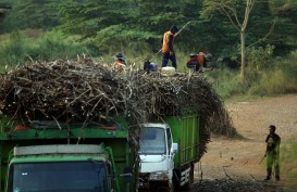 Tebu dan Bawang Berebut Ruang di Kabupaten Cirebon