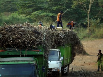 Tebu dan Bawang Berebut Ruang di Kabupaten Cirebon