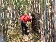 Produksi Tebu Kebun Kalitelepak  PTPN 1 Regional 5 Naik 31%