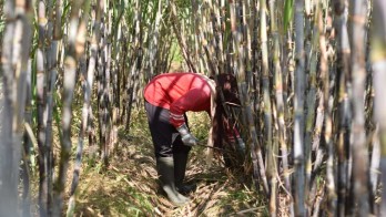 Produksi Tebu Kebun Kalitelepak  PTPN 1 Regional 5 Naik 31%