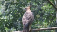 TNBTS Melepasliarkan Burung Julang Emas dan Elang Jawa di Bromo