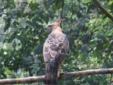 TNBTS Melepasliarkan Burung Julang Emas dan Elang Jawa di Bromo