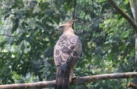 TNBTS Melepasliarkan Burung Julang Emas dan Elang Jawa di Bromo