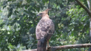 TNBTS Melepasliarkan Burung Julang Emas dan Elang Jawa di Bromo