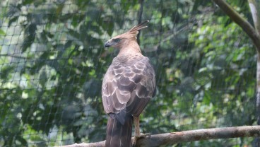 TNBTS Melepasliarkan Burung Julang Emas dan Elang Jawa di Bromo