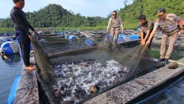 18.000 Ha Tambak Udang di Indramayu Disulap Jadi Area Budi Daya Ikan Nila Salin