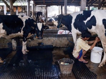 AS Luncurkan Pelatihan Peternak Sapi Perah, Dukung Program Makan Bergizi Gratis