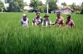 Jelajah UMKM: Langkah Pasti PT Nur Aen Agritama Kembali Bangkitkan Karawang Jadi Lumbung Pangan