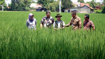 Jelajah UMKM: Langkah Pasti PT Nur Aen Agritama Kembali Bangkitkan Karawang Jadi Lumbung Pangan