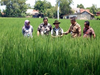 Jelajah UMKM: Langkah Pasti PT Nur Aen Agritama Kembali Bangkitkan Karawang Jadi Lumbung Pangan