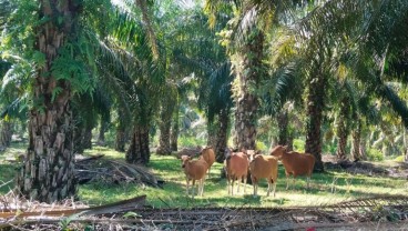 Integrasi Sapi dengan Kelapa Sawit di Mukomuko Dilakukan 70% Petani