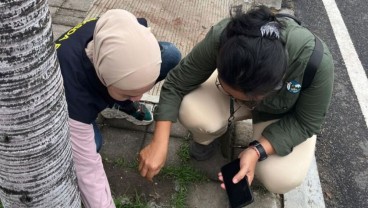 Ratusan Burung Pipit Mati di Bandara Ngurah Rai, Ini Temuan BKSDA