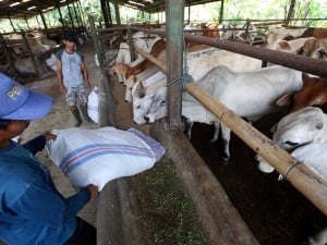 Pemerintah Membuka Peluang Agar Dunia Usaha Bisa Berbisnis Sapi di Indonesia