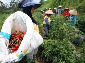 Bank Indonesia Provinsi Jabar Dorong Pengembangan Umkm Pertanian