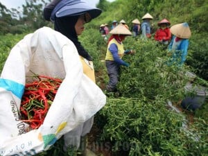 Bank Indonesia Provinsi Jabar Dorong Pengembangan Umkm Pertanian