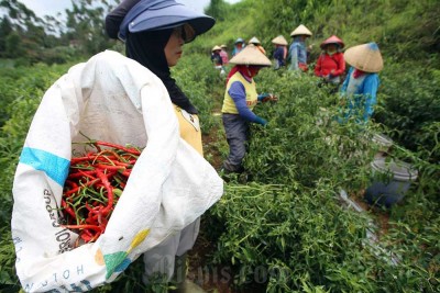 Bank Indonesia Provinsi Jabar Dorong Pengembangan Umkm Pertanian