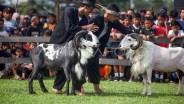 Seni Ketangkasan Domba akan Jadi Agenda Tahunan Garut untuk Gaet Turis