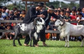 Seni Ketangkasan Domba akan Jadi Agenda Tahunan Garut untuk Gaet Turis