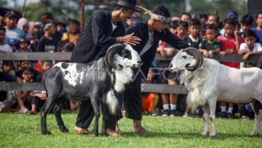 Seni Ketangkasan Domba akan Jadi Agenda Tahunan Garut untuk Gaet Turis