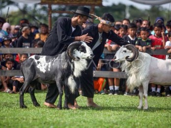 Seni Ketangkasan Domba akan Jadi Agenda Tahunan Garut untuk Gaet Turis