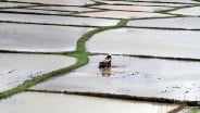 Petani Potensi Rugi Rp3,2 Triliun, Mentan Tindak 27 Perusahaan Pupuk Nakal