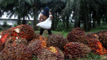 Harga Sawit Riau Turun Tipis jadi Rp3.689,26 per Kg