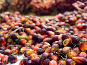 Perusahaan China Impor Perdana Sawit RSPO di Bawah Sistem IP