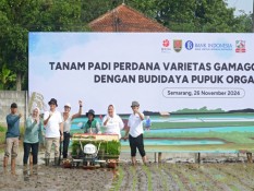 Tingkatkan Produktivitas, Semarang Tanam Padi Genjah Inovasi BRIN