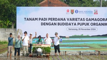 Tingkatkan Produktivitas, Semarang Tanam Padi Genjah Inovasi BRIN