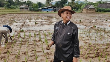 Pascamenang Quick Count, Dedi Mulyadi Pilih Tanam Padi Organik di Lembur Pakuan