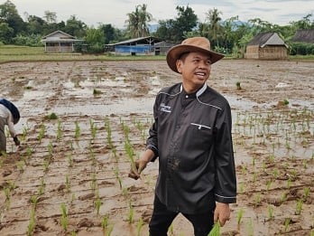 Pascamenang Quick Count, Dedi Mulyadi Pilih Tanam Padi Organik di Lembur Pakuan