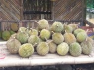 Ternyata, Indonesia Punya 21 Jenis Durian Terkenal di Dunia Lho