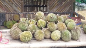 Ternyata, Indonesia Punya 21 Jenis Durian Terkenal di Dunia Lho