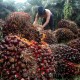 Indonesia-Malaysia Sepakat Lanjutkan Satgas UU Anti-Deforestasi Uni Eropa