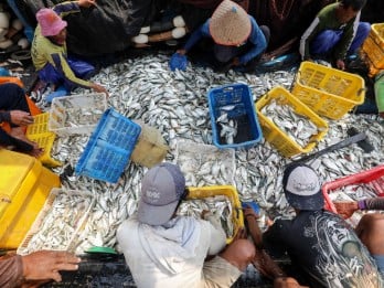 Stok Ikan untuk Makan Bergizi Gratis di Batam Aman hingga Februari 2025