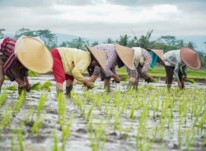 Penyuluh Pertanian Untuk Dukung Swasembada Pangan